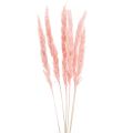 Floristik24 Pampová tráva deco, pampová tráva sušená pampová tráva růžová 72cm 6ks
