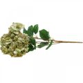 Floristik24 Kytice hortenzie umělá zelená, hnědá 5 květů 48cm