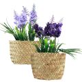 Floristik24 Umělý hyacint v květináči mořská tráva modrá fialová 16/17cm 2ks