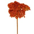 Floristik24 Sušené květy Achillea Orange, řebříček obecný, 45-60 cm, 1 kg