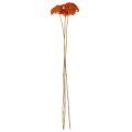 Sušené květy Achillea Orange, řebříček obecný, 45-60 cm, 1 kg | Floristik24.cz