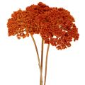 Sušené květy Achillea Orange,