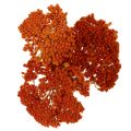Sušené květy Achillea Orange,