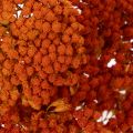 Sušené květy Achillea Orange,