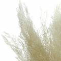 Floristik24 Suchá tráva Agrostis bělená 40g
