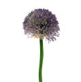 Floristik24 Allium 87 cm Levandule