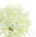 Floristik24 Allium krémově bílá L76cm