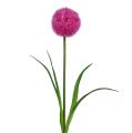Floristik24 Allium 68cm růžovo-fialová