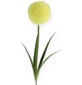 Floristik24 Allium žlutá 68cm