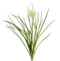 Floristik24 Allium krém s trávou 65cm 3ks