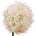 Floristik24 Allium krémově růžová Ø15cm L70cm