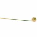 Floristik24 Cibule okrasná Allium umělá růžová / zelená Ø8cm 58cm