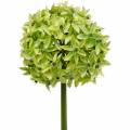 Floristik24 Okrasná cibule Allium, hedvábný květ, umělá kulička pórek zelený Ø20cm L72cm