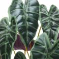 Floristik24 Alocasia arrow listová zelená, fialová umělá rostlina V48cm
