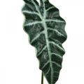 Floristik24 Umělý list šípu umělá rostlina alocasia deco zelená 74cm