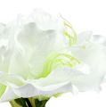 Floristik24 Amarylis květ bílý L 73cm 2ks