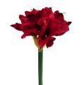 Floristik24 Amaryllis tmavě červená L 73cm 2ks