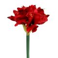 Floristik24 Amaryllis červená L 73cm 2ks
