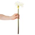 Umělý květ amarylis, bílý, se stonkem, adventní a vánoční, 50 cm | Floristik24.cz