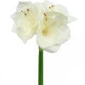Floristik24 Umělá květina Amaryllis bílá rytířská hvězda Vánoční dekorace V40cm