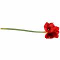 Floristik24 Amaryllis červená 75 cm