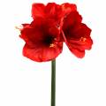 Floristik24 Amaryllis červená 75 cm