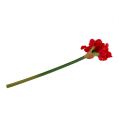 Floristik24 Amaryllis tmavě červená 72,5 cm