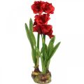 Floristik24 Umělá amaryllis červená 3 hedvábné květy na mechových koulích V64cm