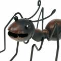 Floristik24 Mravenčí kov hnědý, černý 14,5cm