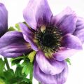 Floristik24 Umělá sasanka, hedvábný květ, umělá rostlina s květy fialová L55cm