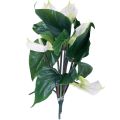 Floristik24 Umělé květiny, květ plameňáka, umělá anthurium bílá 36cm