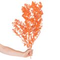 Sušené květy chřestu, větvičky, okrasný chřest, barvený 65 cm, 80 g | Floristik24.cz