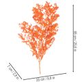 Sušené květy chřestu, větvičky, okrasný chřest, barvený 65 cm, 80 g | Floristik24.cz