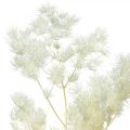Floristik24 Chřest suchá dekorace bílá sušená okrasná tráva 80g