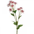 Floristik24 Velký květ květ z umělého hedvábí z Astranie bílá růžová L61cm