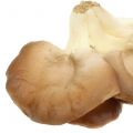 Floristik24 Hlíva ústřičná dekorativní houba hnědá 12cm x 19cm