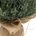 Floristik24 Mini vánoční stromek uměle zasněžovaný v pytli V41cm