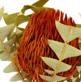 Floristik24 Banksia Baxterii Orange 8ks
