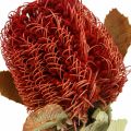 Floristik24 Banksia Baxteri Exotické Banksia sušené květiny červené 10ks