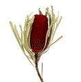 Floristik24 Banksia Hookerana červená 7ks