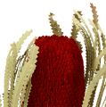 Floristik24 Banksia Hookerana červená 7ks