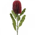 Floristik24 Umělá květina Banksia Červená Vínová umělá Exotika 64cm