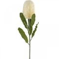 Floristik24 Umělý květ Banksia White Cream Artificial Exotics 64cm
