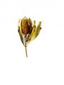 Floristik24 Banksia Hookerana žlutá 7ks