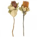 Floristik24 Banksia coccinea sušené květiny přírodní 10ks