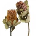Floristik24 Banksia coccinea sušené květiny přírodní 10ks