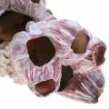Floristik24 Dekorativní lastura barnacles natural 12-16cm 3ks