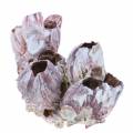 Floristik24 Dekorativní lastura barnacles natural 12-16cm 3ks