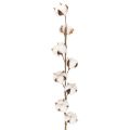 Floristik24 Umělá bavlněná větev s 8 pravými květy, 78 cm