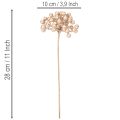 Umělá větvička z bobulí, dekorace šampaňské barvy, 28 cm, 3 kusy | Floristik24.cz